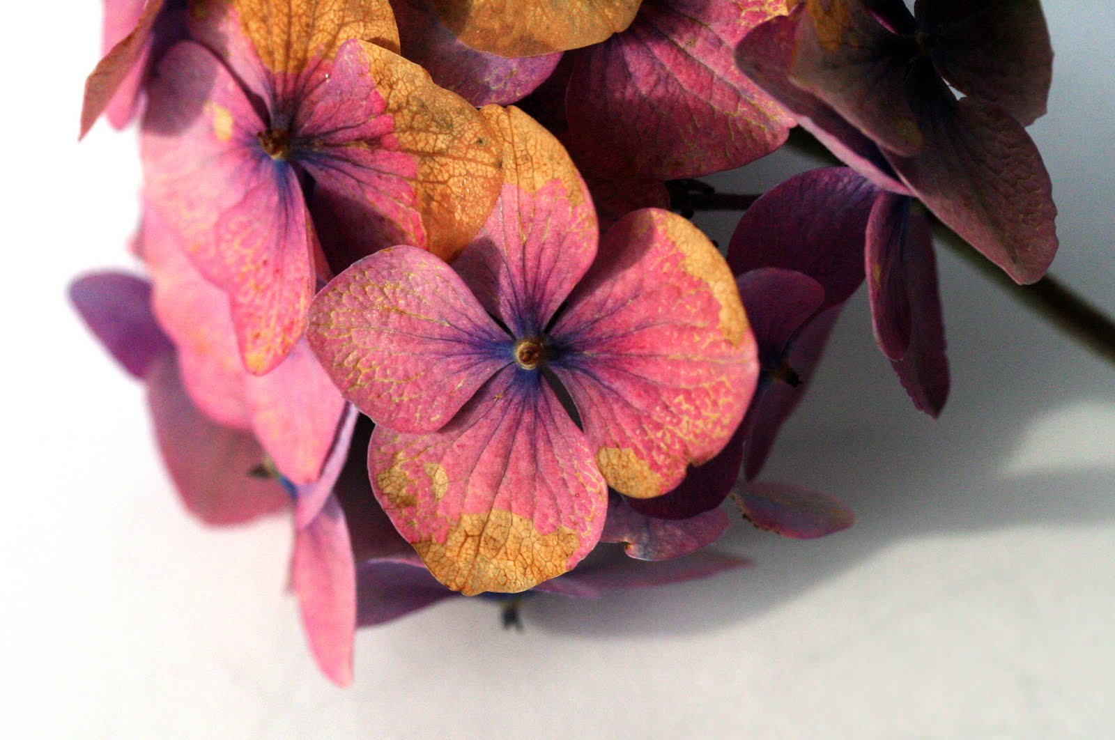 Something The color of the petal