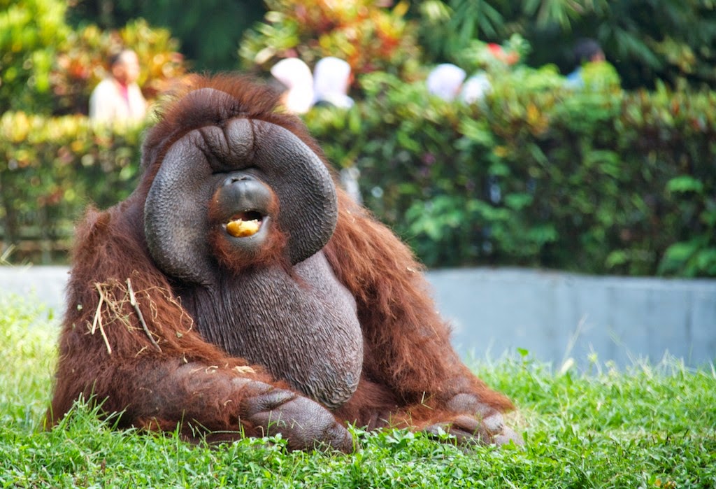 Jakarta Traveling Guidance: Ragunan Wildlife Park, Zoo In South Jakarta