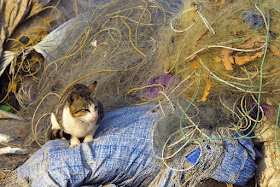 cat, fishing nets, colourful, worli, jetty, koliwada, mumbai, india, street, streetphoto, street photography, 