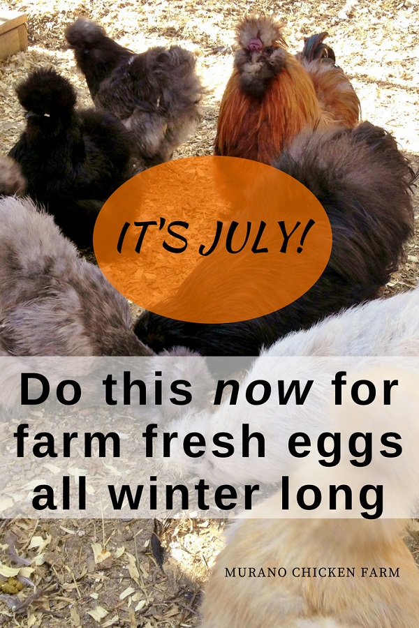 How to get your hens to lay fresh eggs year round Murano Chicken Farm