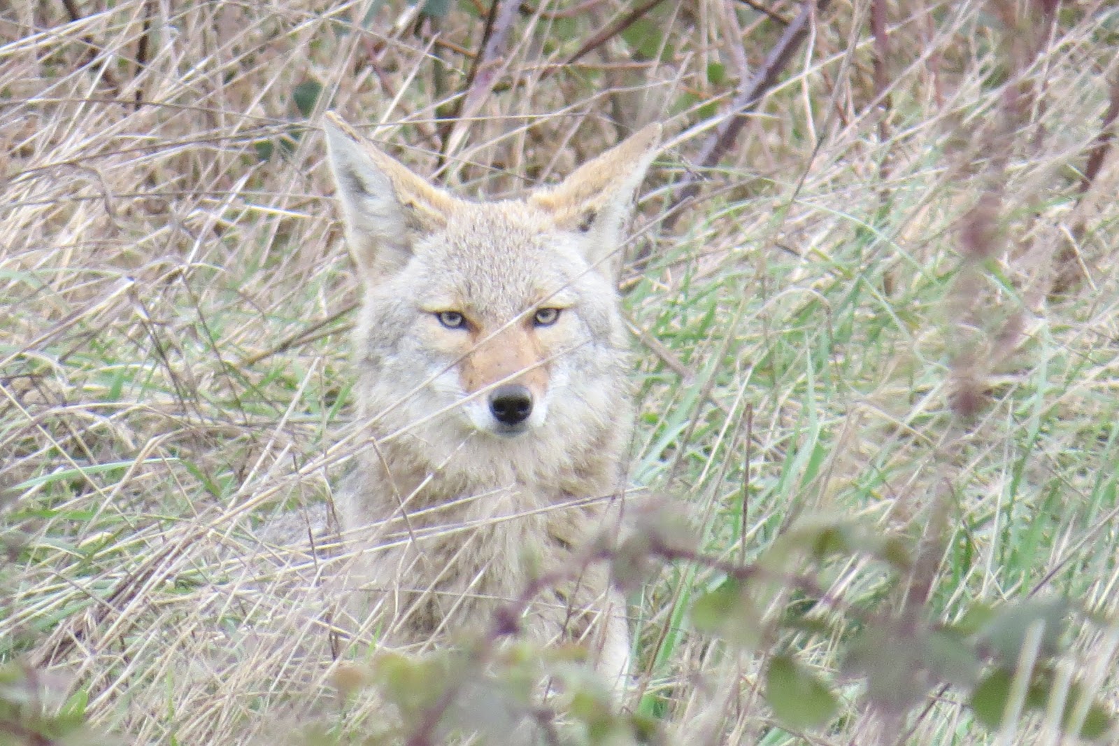 Mammals of Southern Arizona