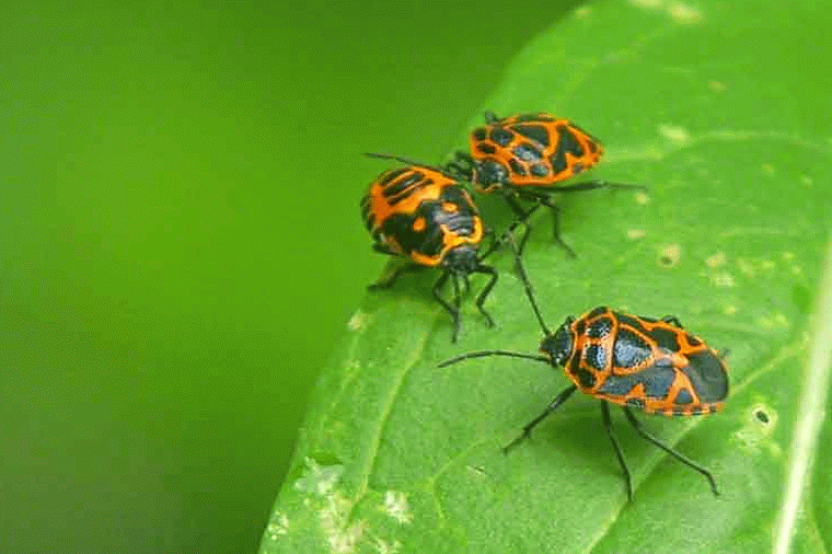 insects wrestling,humor,ladybugs