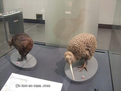 Kiwis en el museo de Auckland