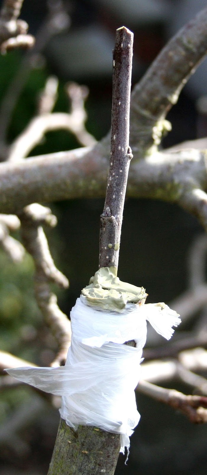 Scottish Artist and his Garden GRAFTING APPLE AND PEAR TREES