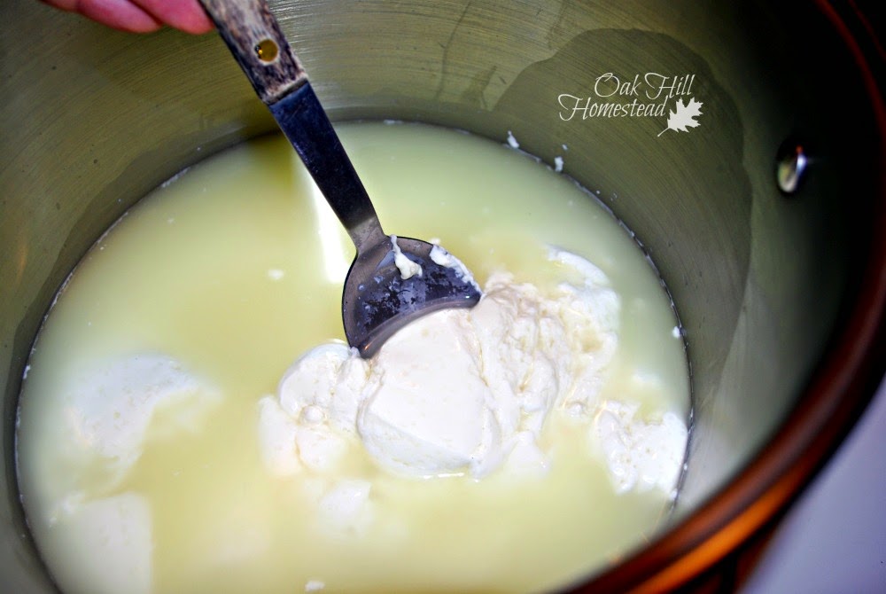 Mozzarella cheesemaking: Stir the cheese curds gently.