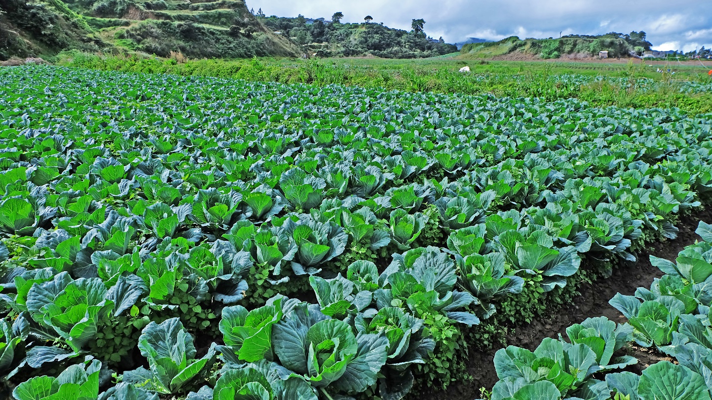 KIBUNGAN, BENGUET