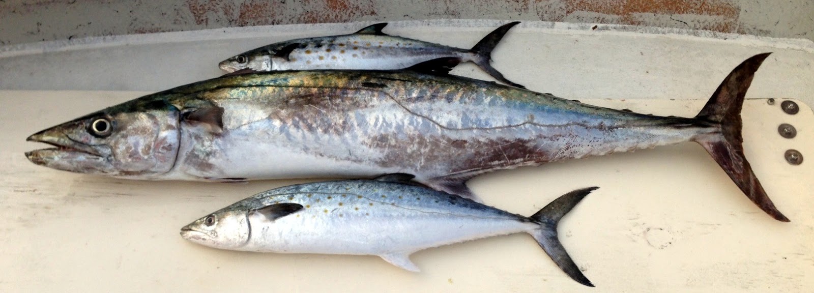 Top Water Charters Fishing Reports and News Beaufort