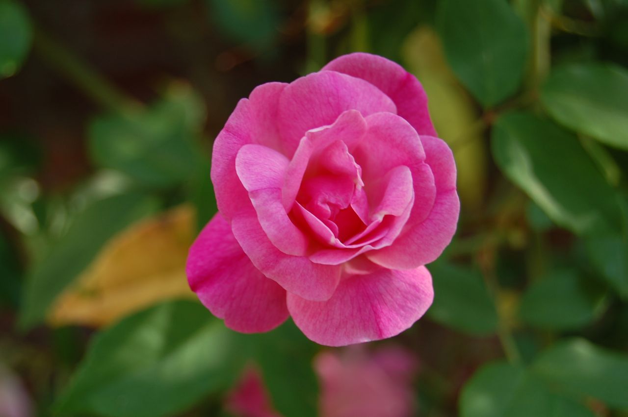 Jeannie's Fairy Rose Louisiana Garden: Old Blush or Old Faithful!!