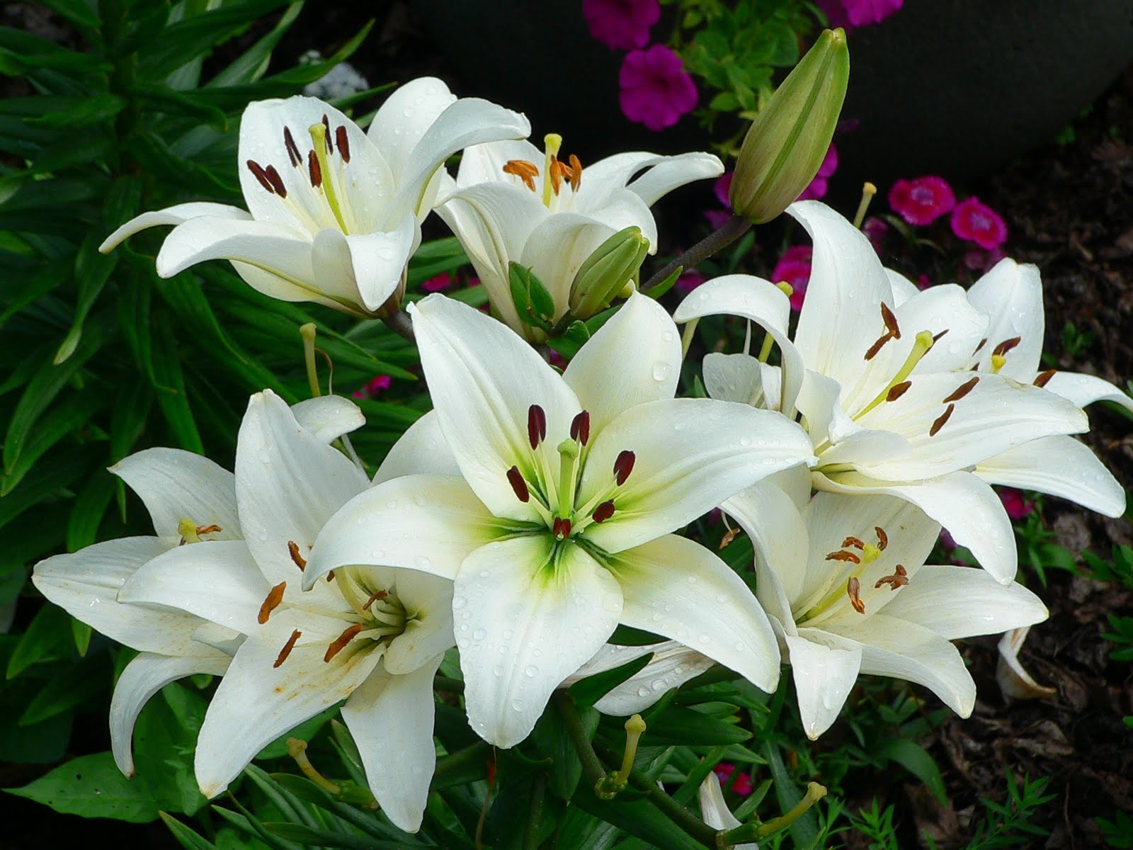 Christiani Sianturi: jenis-jenis bunga lily dari suku Liliaceae