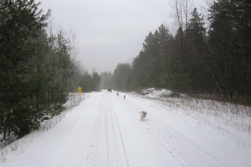 Windswept Adventure Brasher State Forest, Part 2