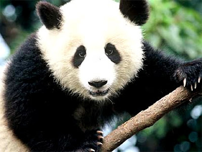 Oso panda Foto al rostro del oso panda