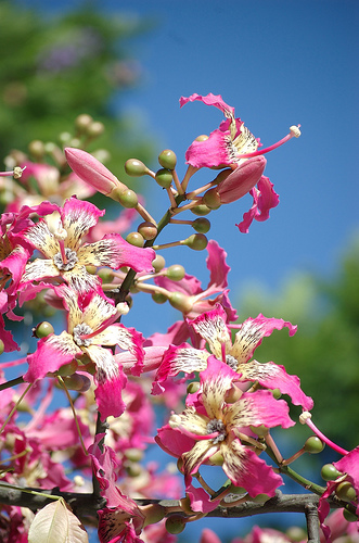 365 Days in Bolivia: April 21, 2017 - The Legend of the Toborochi