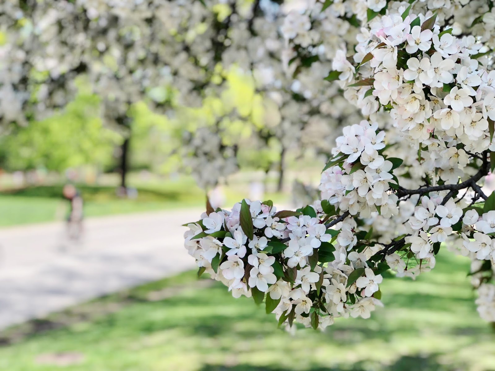 Flowers in Central Park, Spring 2018, New York City, Photos by Jessica Marie Kelley