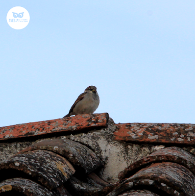 Gorrión común (Passer domesticus) pl. inv