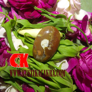 Mustika kemamang Putih Mustika kemamang Putih