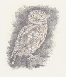 Little Owl 2012