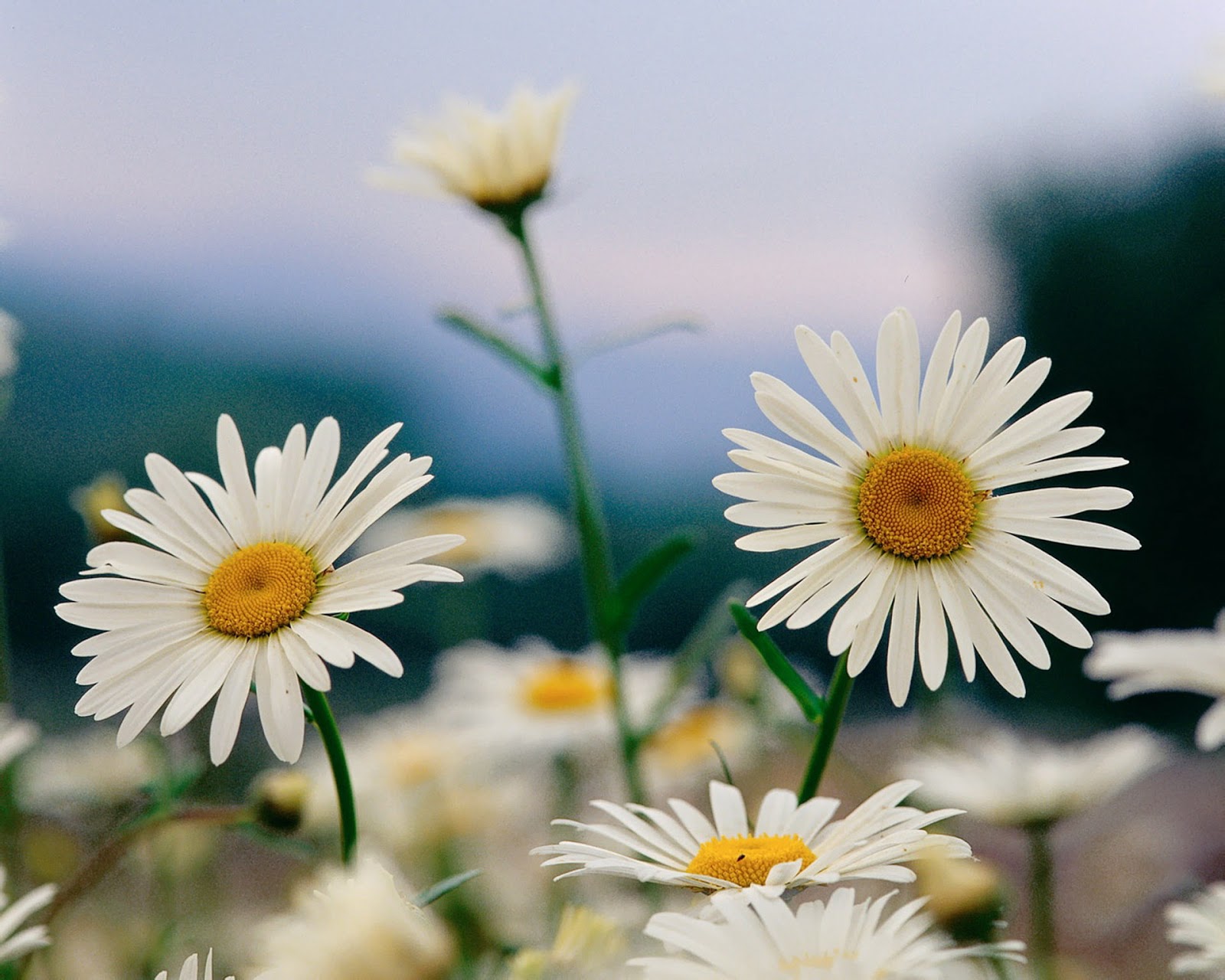 flowers for flower lovers. Beautiful white flowers wallpapers.