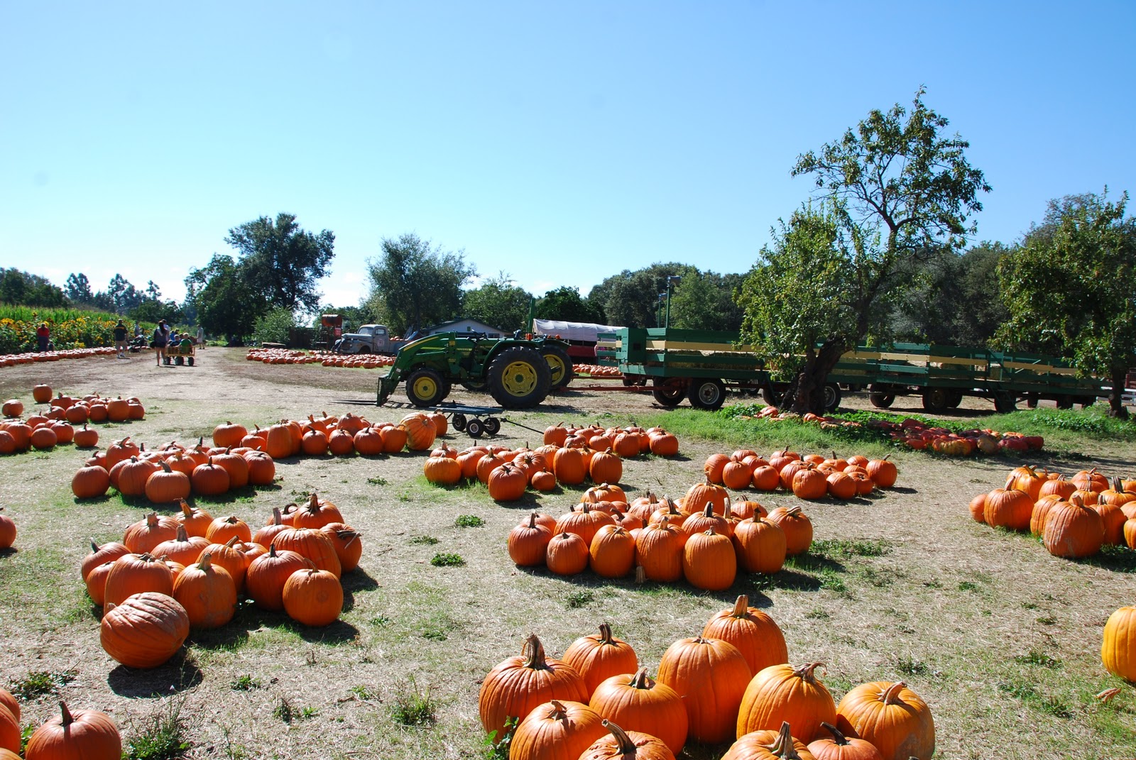 All Things Elise & Alina Field Trip to The Pumpkin Farm Citrus Heights