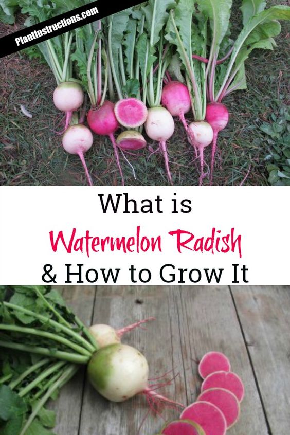 Growing Vegetables Pinterest Gardening