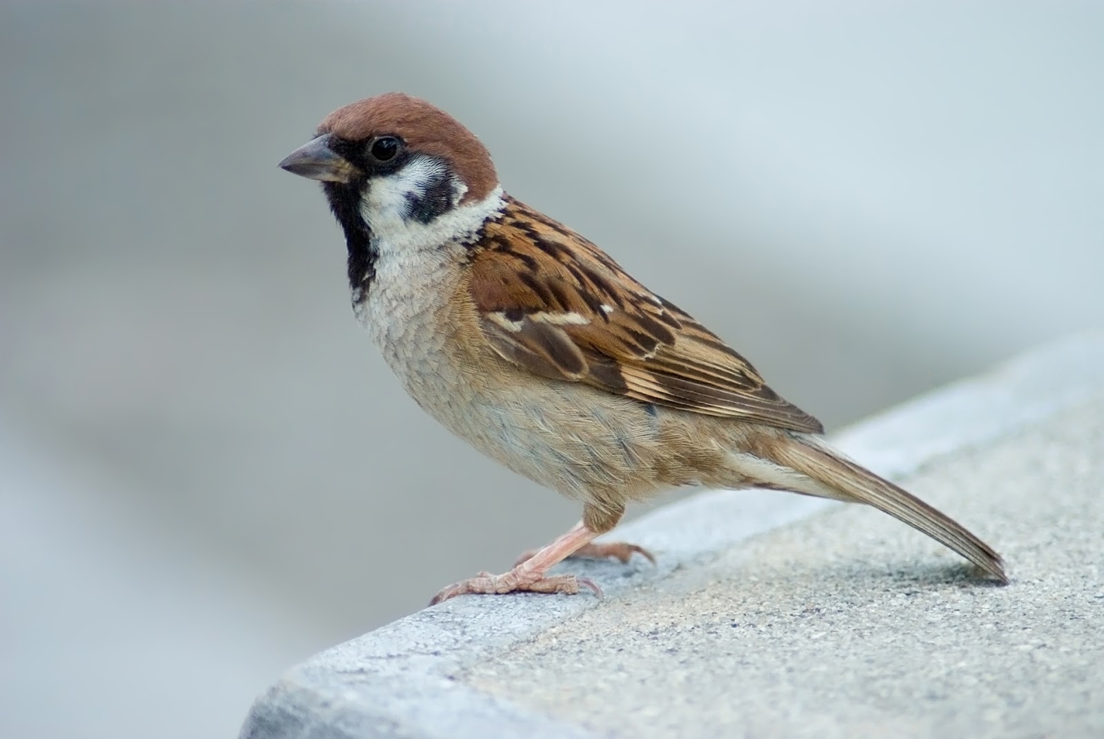Free Download Wallpaper HD : sparrow bird high resolution ...