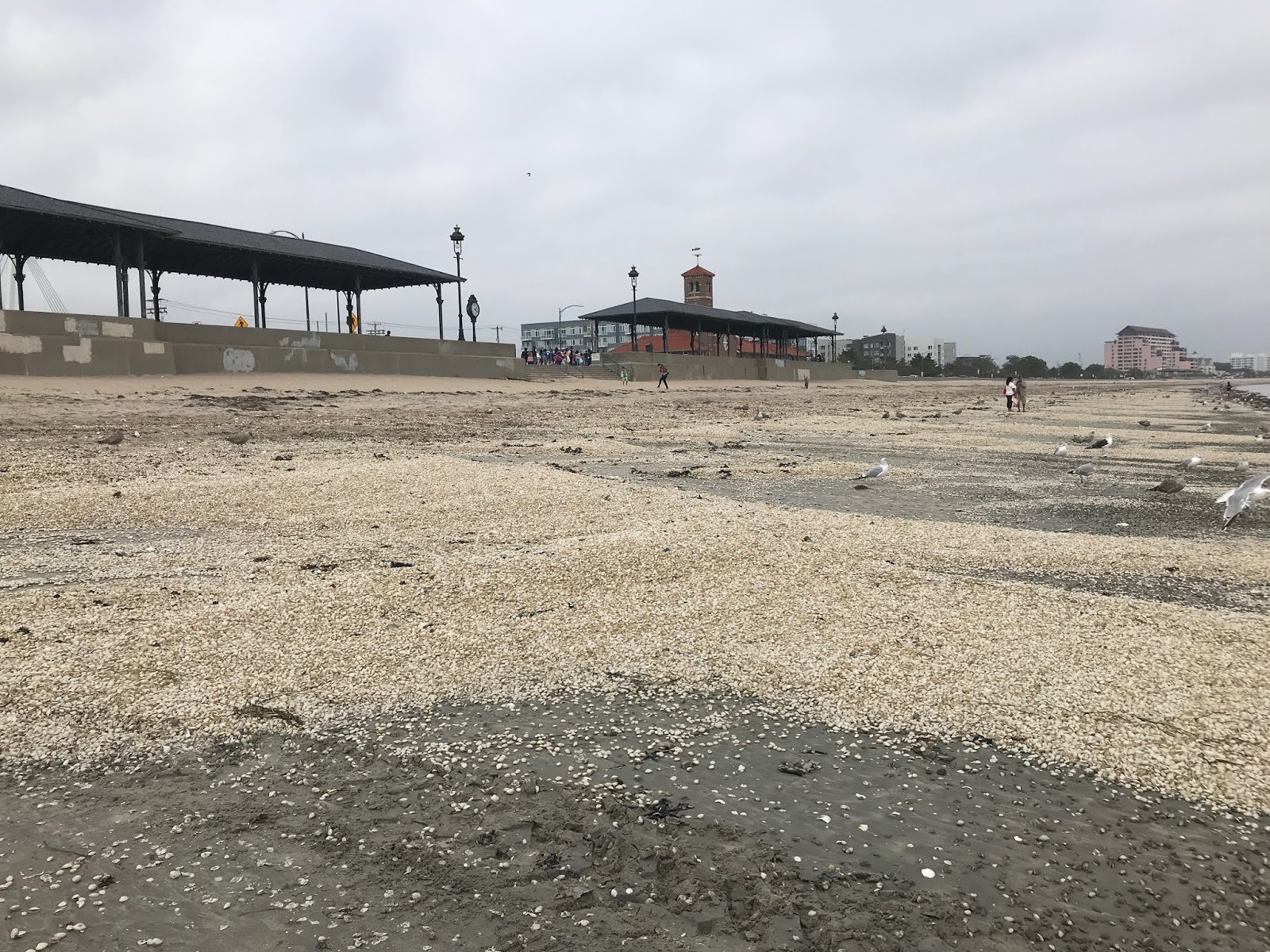 Sea, Sand and Sky "Clamity" on Revere Beach, as thousands of juvenile