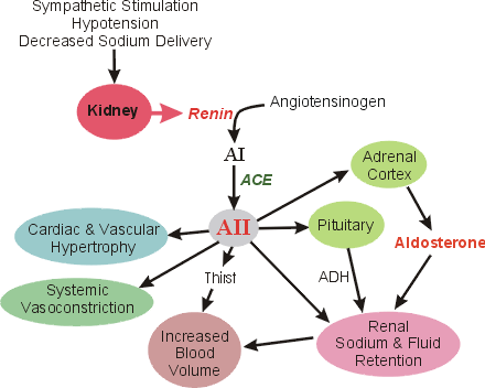 Anatomy & Physiology: Lesson 18 - RAAS - Renin Angiotensin Aldosterone