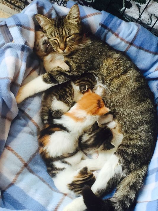 JTWOO Mom cat adopts newborn puppy (The cutest thing you will see