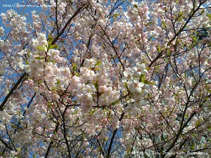 感謝~ 100萬HITS達成 花小錢去旅行這個網誌,是因為某天準備旅行資料時,找不到之前準備好的資料,灰心的重新再做一次,所以乾脆寫個網誌把資料放上網,一來不怕找不到準備好的資料,二來希望與各位朋友及同好分享,有準備有技巧地窮遊,並非是一件不可能的事。 自2011年5月開始,2年10個月,網誌就超過了10...