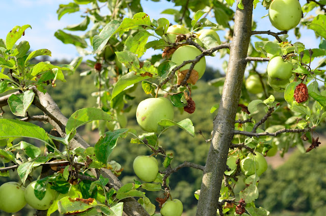 Green Organic Apple from Mariovo Region