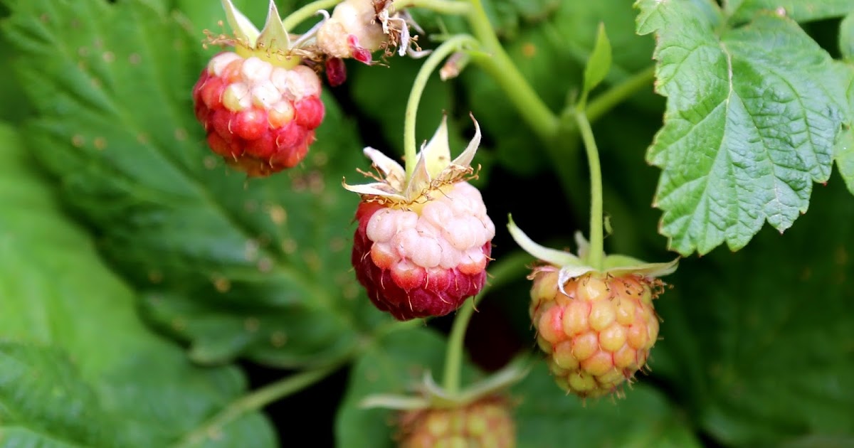 GARDENER'S WORD WHITE DRUPELET DISORDER ON RASPBERRIES