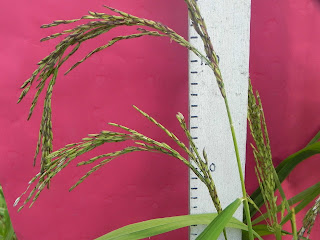 Klasifikasi Dan Morfologi Padi Secara Umum Kumpulan Materi Pengetahuan Umum