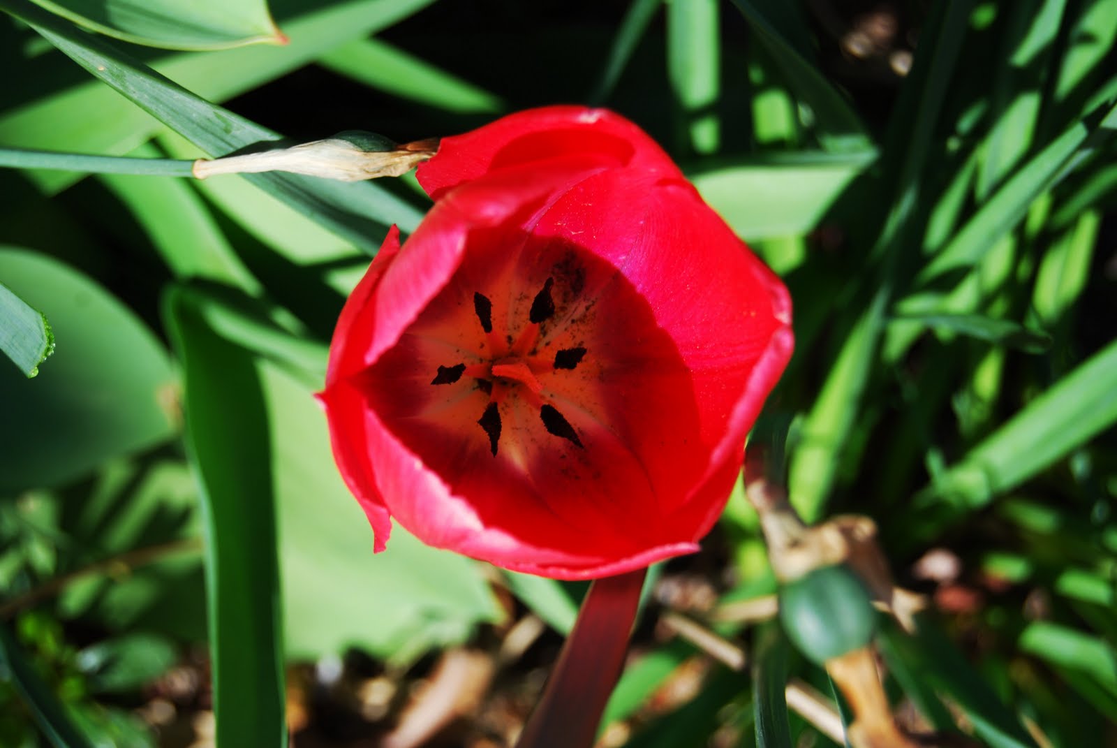 flower photo shoot 2011