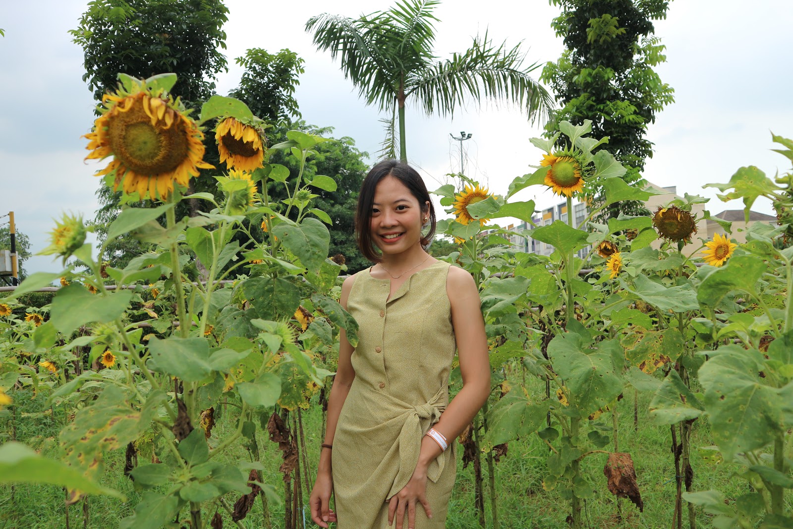 Sunflower Garden, Arumdalu Farm - Scientia Square Park