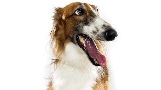 Everything about your Borzoi