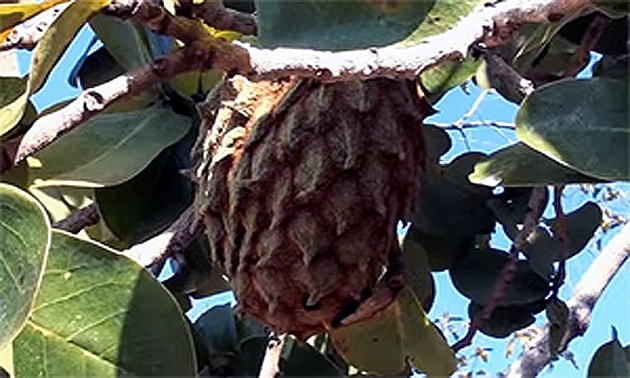 Araticum (Annona coriácea). Araticum (Annona coriácea).