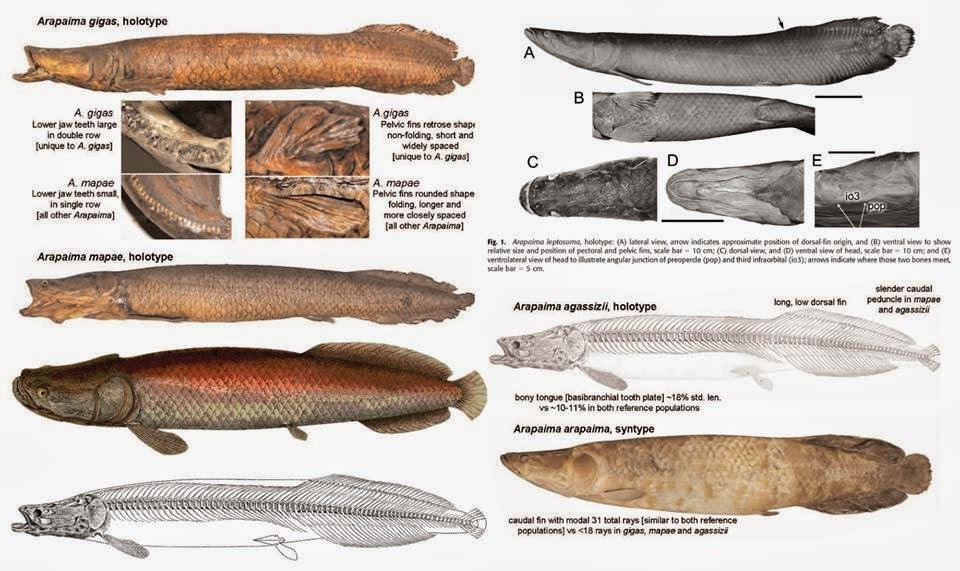 Species New to Science [Ichthyology • 2013] Arapaima leptosoma • A New