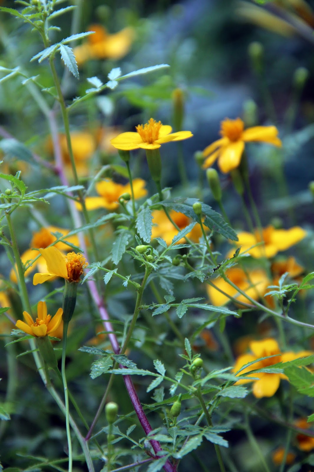 Je suis au jardin : Balade au jardin (2)