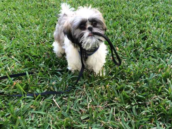 Quantas vezes devo alimentar meu shih tzu?