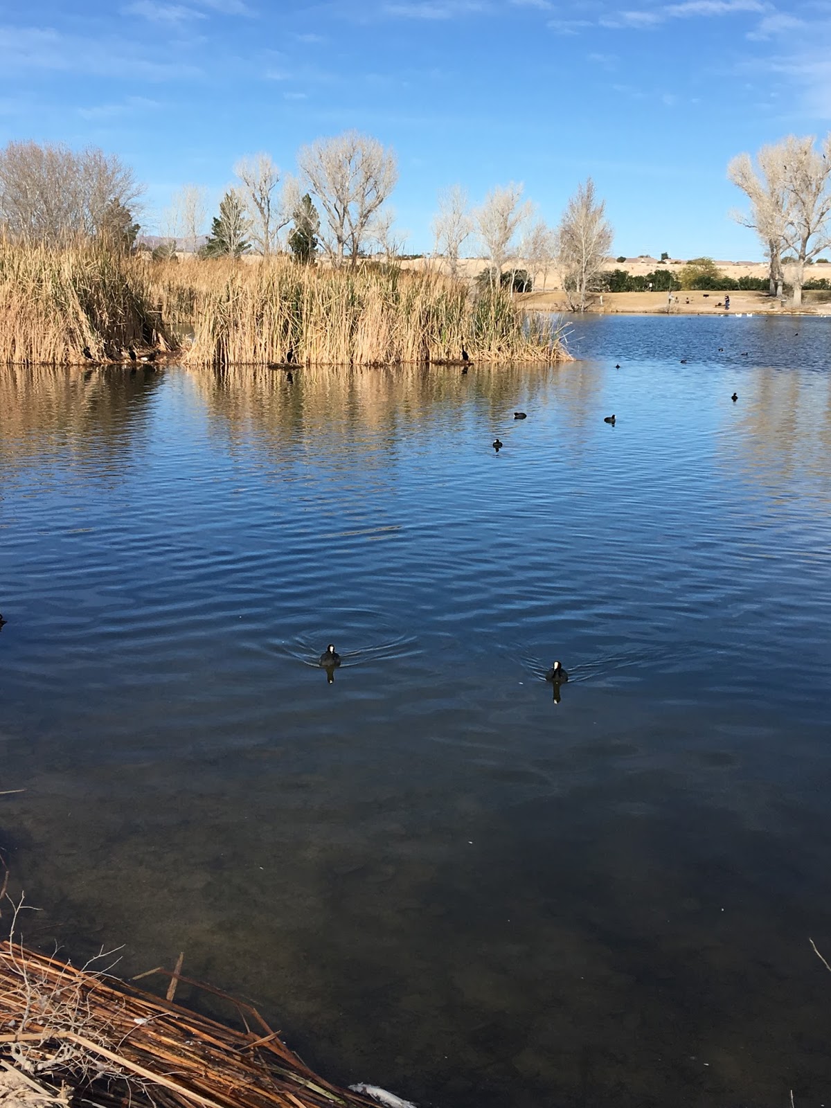 Feathers and Flowers Tule Springs