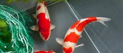 Pemijahan Ikan Koi dan Penetasan Telur serta Merawatnya