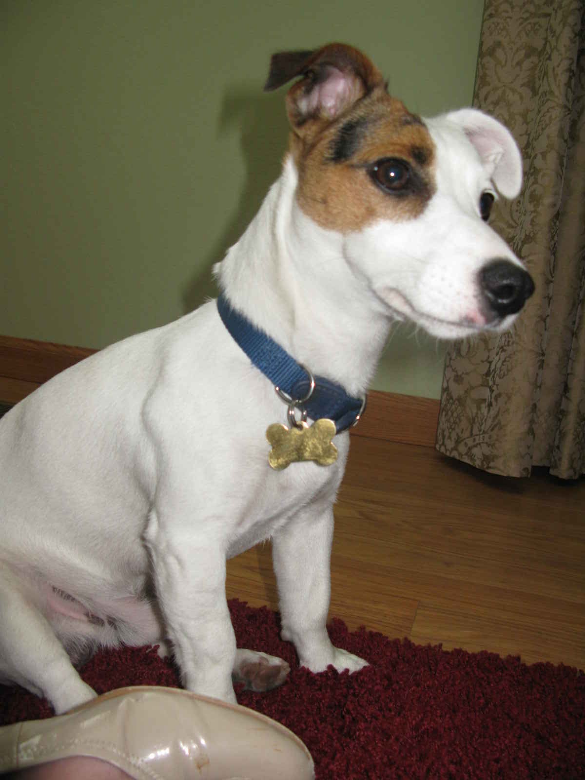 miniature jack russell PUPPIEz