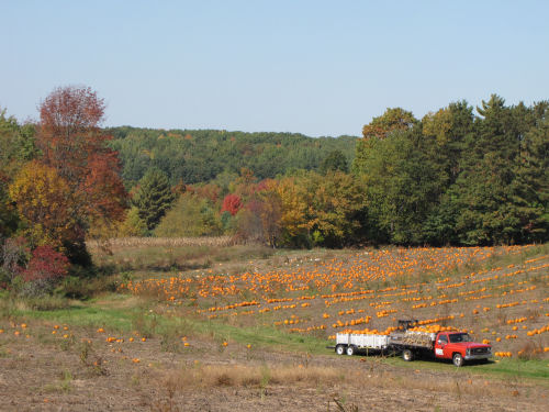 a field of pumpkins being harvested