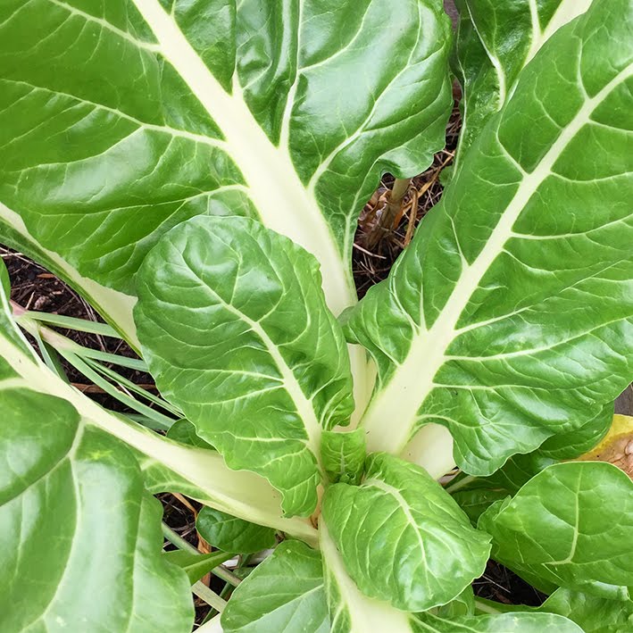 16 (Eins Sechs): REZEPT - Krautstiel-Hackfleisch-Wickel