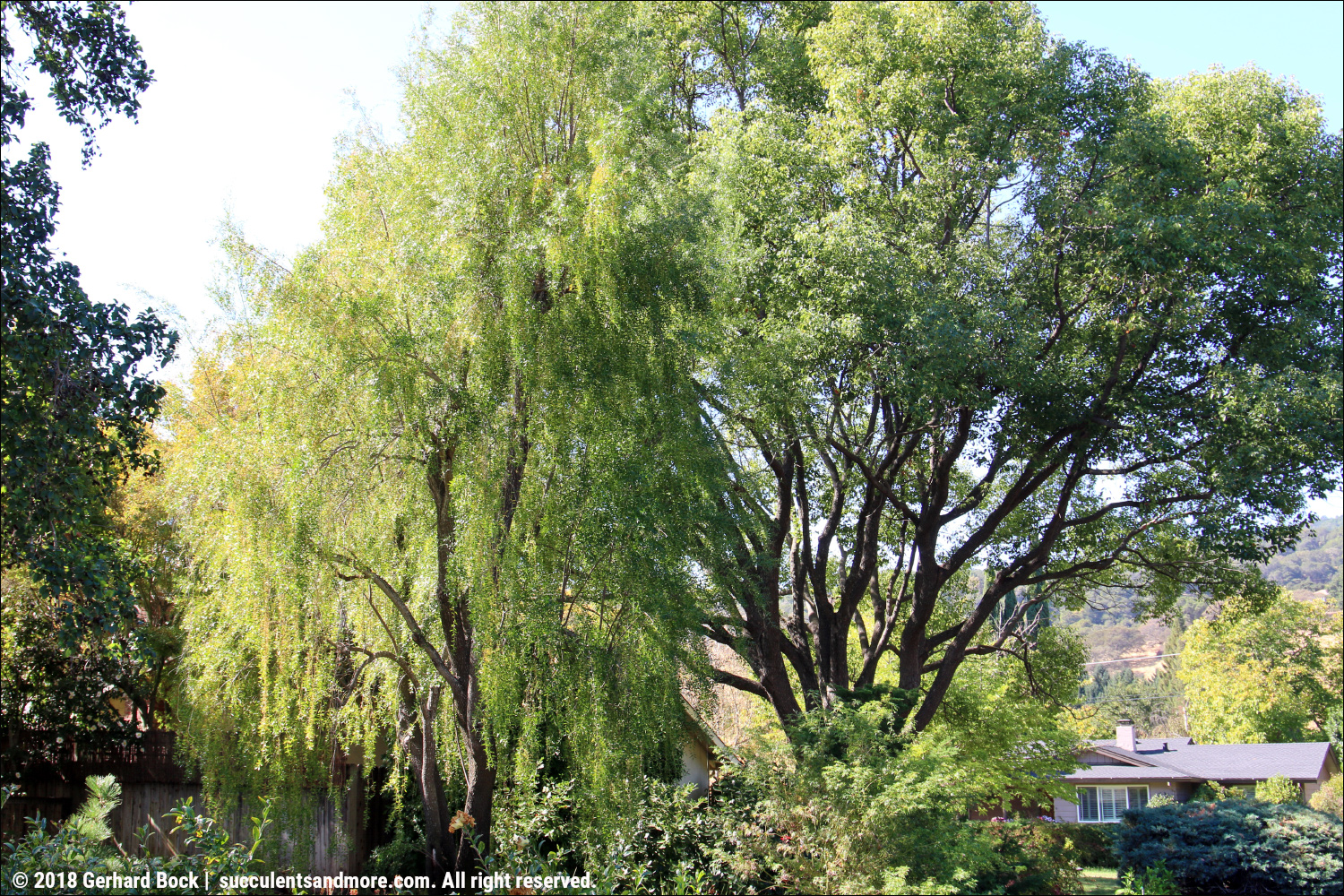 Edbonsai Blog Berberis Thunbergii Bonsai In Autumncolour