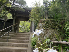円覚寺のシャガ