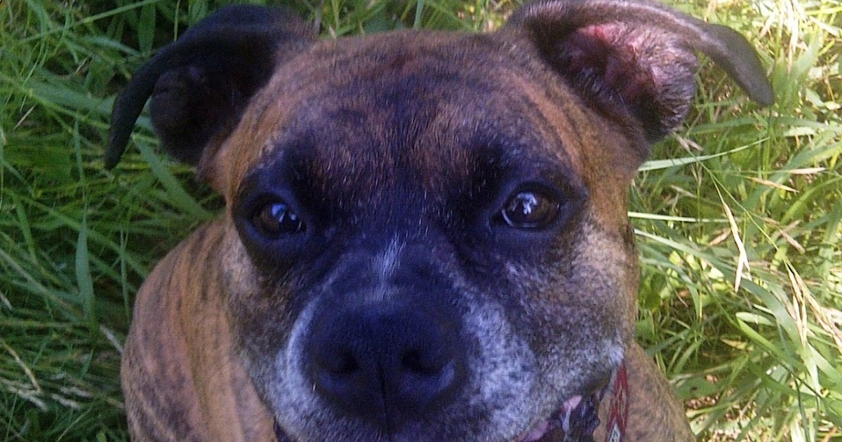 What Can I Give My Dog If He Is Dehydrated What Can I Give My Dog If He Is Dehydrated