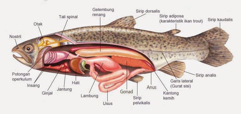 struktur tubuh ikan