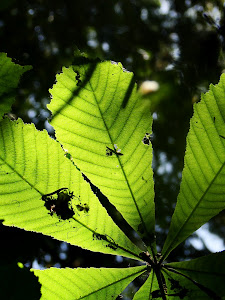 exils [les jours noirs]: Gjallarhorn - Suvetar (Goddess of Spring)