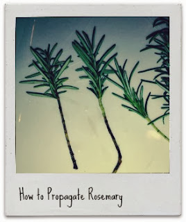 how to propagate rosemary!