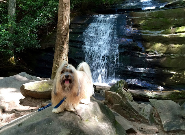 Rocco Havanese Hiking Long Creek Falls with dogs